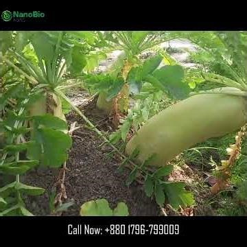 জাপানি মূলা কোথায় পাবো? Nano Bio Agro Japanese Radish Seed