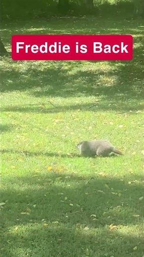 Groundhog Emerges After Months Hidden Underground #groundhog #woodchuck