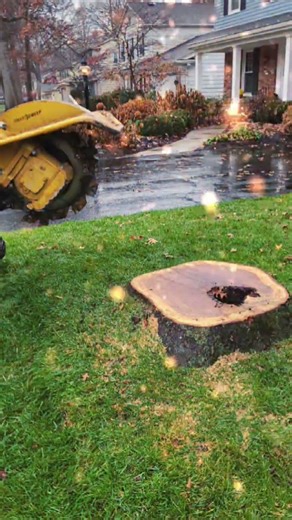 Top Rated Michigan Tree Services ✅️