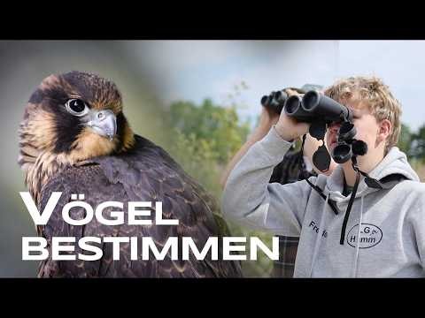 Peregrine falcon, grey heron and eagle owl - Identifying birds together with a mentor