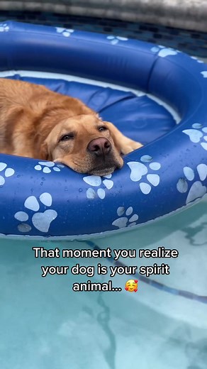 Who knew an $18 inflatable pet float would be Moose’s favorite toy. This guy loves a good nap and now he can do that in the pool with me. #pool #dog #dogsoftiktok #dogfloat #yellowlab #dogs #amazonpet #amazonpetfinds #founditonamazon