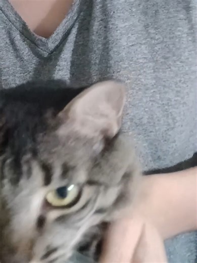 I was a stray kitten until my mom adopted me, fed me, and gave me lots of love, and now I dream of being a Pet Influencer. 💚 Music made with code and real meows 💙🧡🩷 #catsoftiktok #fyp #foryou #viral #trendingvideo #catmusic #catsong #catsound #pop #electronicmusic #edm #cute #cutecat #funnycats #kitten #spotifymusic #spotifysongs #spotifyonlyyou