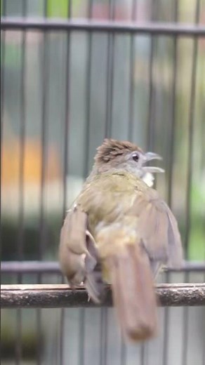 Nature’s Fresh Melody: Rare & Stunning Bird Songs