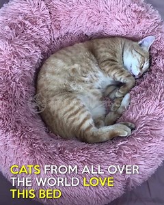 157K views · 6.1K reactions | It's a Bed So Soft That Cats Love to Knead ✅Extra Plush Bed is Calming for Cats  ✅Modern Design Looks Great in Home ✨ ✅Easily Machine Washable Available in 3 Sizes  Get it at ➡️ amazinglycat.com/MarshmallowBed ⏰On Sale While Stocks Last! | Amazingly Cat | Facebook