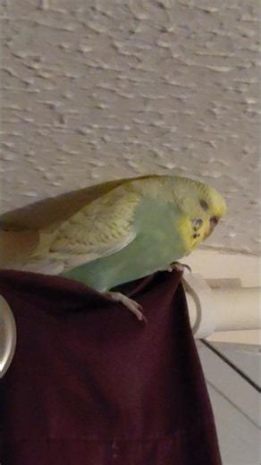 She's flattening the curtains again