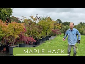 Quick Method To Make Maple Bonsai
