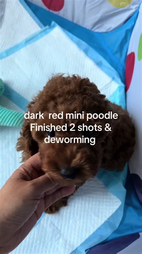 Dark red mini poodle, female.