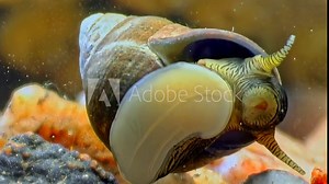 Underwater footage reveals an Apple Snail, Pomacea canaliculata, emerging from its shell, its intricate patterns highlighted against the aquatic greens.
