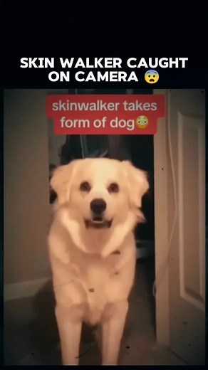 3.6K views · 1.6K reactions | Skin walker caught on camera  #scary #horror #creepy #paranormal #eerie #skinwalker | Mystery Lore | Facebook