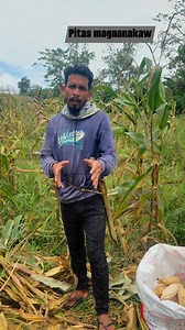 234K views · 10K reactions | Pitas magnanakaw #cornharvest #corn #farmingtips #farmingideas | Solomon Pagunsan | Facebook