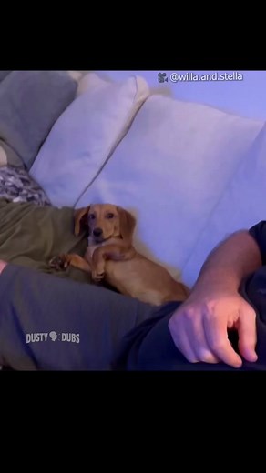 Comical Canines 🐕 #dustydubs #voiceovers #funny | dusty dubs