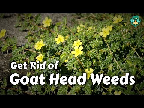 How to Get Rid of Goat Head Weeds || How to Remove Goat Heads || Puncturevine Removal Methods!!
