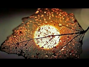 Beautiful Flower / Nature Whatsapp Status Video 💕💕