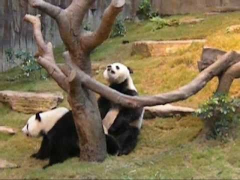 Giant Pandas Mating