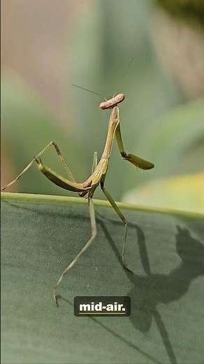 The Praying Mantis: Hands Folded in Prayer | 4K Wildlife