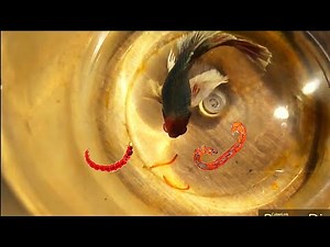 Midge Fly Larvae In Aquarium - Aquariumia