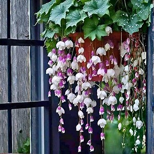 25 Purple White Weeping Begonia Seeds for Garden | Cascading Hanging Basket Flowers - Etsy Canada