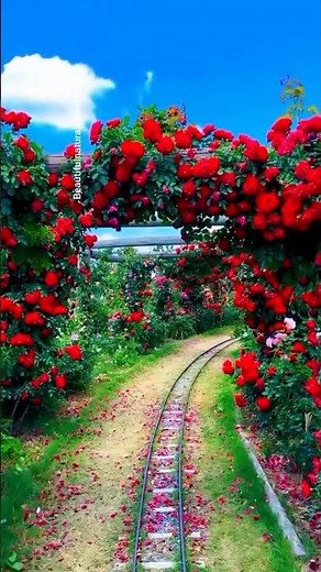 “Flower Paradise 🌸✨ | Relaxing Garden Video”🌹✨ Rose Garden 4K