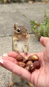 Follow the leader! #funny #comedy #humor #charlie #chipmunk #animals #cute #nature #wildlife #pet #reelsfypシ #adorable | Charlie The Chipmunk