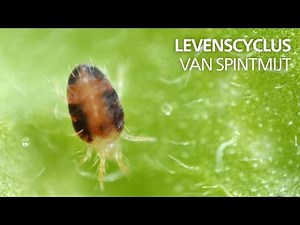Levenscyclus van spint