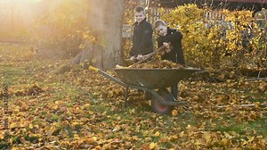 Children rakes leaves and put them into wheelbarrow cleaning their backyard