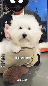 Warm & Cozy: The Cotton Veil Dog Fashion for Winter