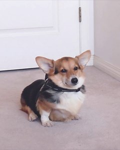 Good morning 🌞 | Loki & Friends