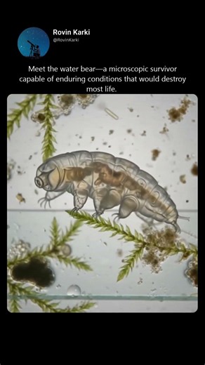 Meet the water bear
