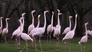 8K views · 56 reactions | Do you know 136 dance combinations to impress your sweetheart this valentine’s day? If not, why not make life easier and treat your loved one to a unique gift that lasts all year round? Adopt an animal and show nature the love this Valentine’s day  > https://adoption.wwt.org.uk/?utm_source=facebook&utm_medium=link&utm_campaign=valentines_adoption1 | WWT | Facebook