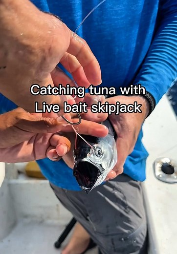 Slow Trolling Skipjack for Yellowfin Tuna | Super Panga Fishing