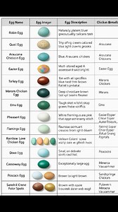Different egg and their colors #rainbow #coloredeggs #eggs | Farming Tech& Business