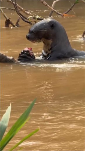 Otter in the Wild | Aquatic Mammal of Rivers and Wetlands! #wildlifeshorts!Semi-Aquatic Mammal!