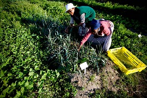 Sustainable agriculture