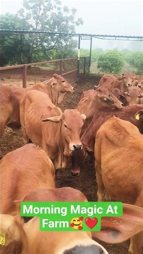 Farm ka sabse khubsurat pal — gau seva aur atmic shanti !!!! deshighee #bufelo #goatfarming