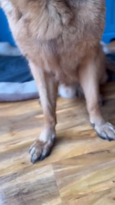 362K views · 10K reactions | German shepherd in a nutshell Part 1 | Cooper Gsd | Facebook