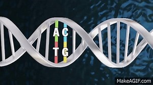 DNA Methylation on Make a GIF