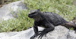 The illuminating truth behind classic Iguana vs Snakes doco chase