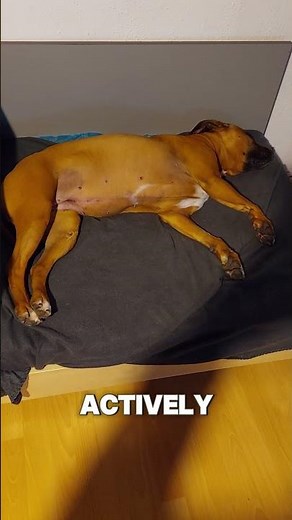 A Real Dream — What Dogs Experience in Sleep #dog #sleep