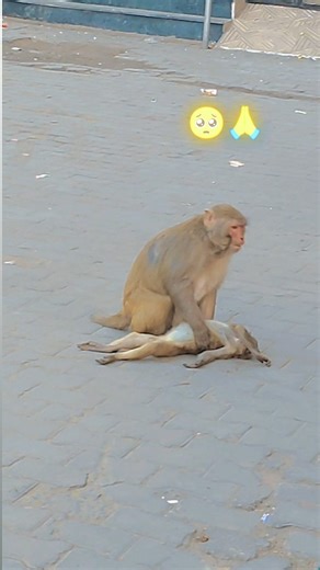 हिन्दू 🚩श्री माली on Instagram: "Dilon ki baten nahin jante yah sab Dua wale . . . . . . . . . . . . . . . . . . . . . . . . . . . . . . #instagram #reels #trending #india #video"