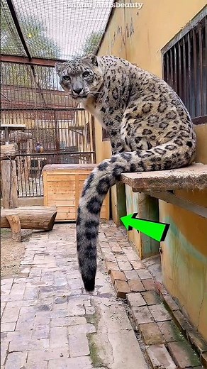 How a Young Snow Leopard Changed an Old One’s Life! #shorts