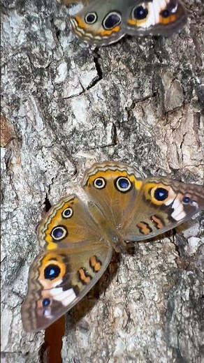 IDENTIFYING TROPICAL AND MANGROVE BUCKEYE BUTTERFLIES #shorts