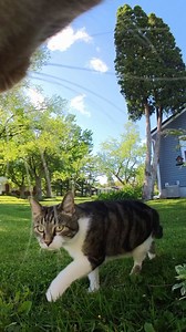 322K views · 56K reactions | Morning rush hour ‍♂️‍♀️ #love #cat #catlife #asmr #nature #funny #photography #insta360 #instagram #instagood | mr.kitters.the.cat | Facebook