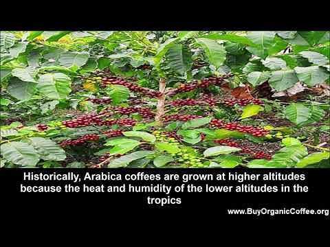 Coffee Pests and Diseases