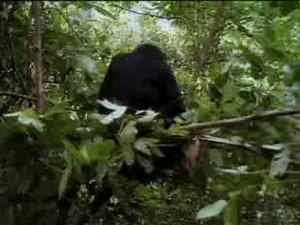 Deposed chimpanzee leader becomes target for other monkeys - BBC wildlife