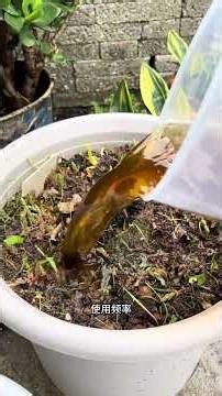 Unlock the Secrets of Rose Growth: Can Roses Use Plant Regulators