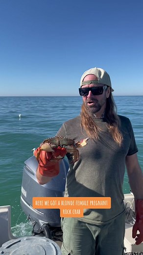 Fascinating Facts About Stone Crabs and Their Eggs