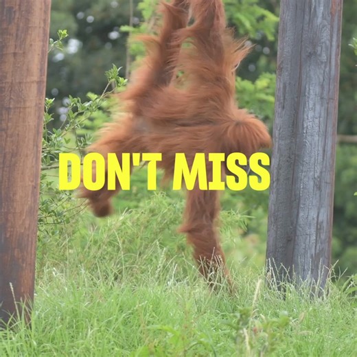 626 reactions · 11 shares | Don’t miss a thing with Chester Zoo membership! Heart of Africa opens in 2025 Don't miss:  Unlimited free entry for 12 months ️ 50% off tickets for friends and family  Free entry to 7 other UK zoos  Exclusive digital member magazine 'Our Zoo'' ☕ 10% off in the zoo’s shops and cafés  Early-bird access to new habitats and events | Chester Zoo | Facebook