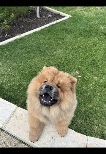 Training Our Stubborn Chow Chow Puppy