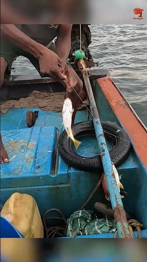 Catching Yellow Tail Snapper & Humpback Red Snapper in the Sea #fishing #fishingvideo #fishingtime