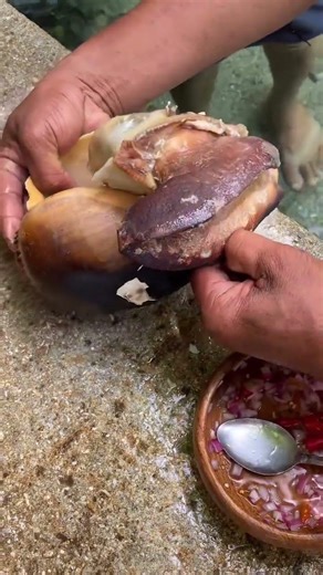 Big 🐚😱 #shells #seafoodlovers #foodshorts #seafood #seafoodrecipes #islandlife #foodblogger #island